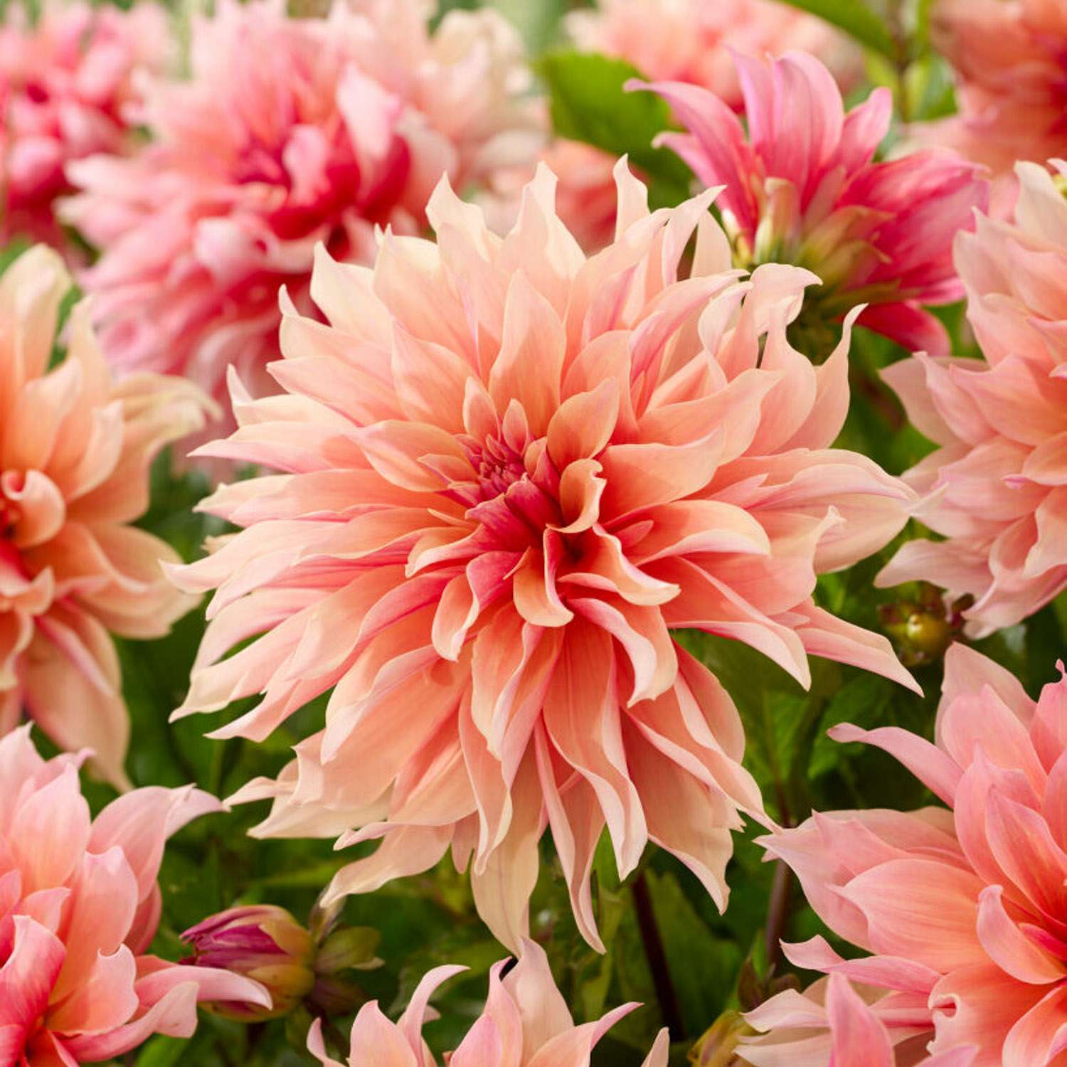 Dahlia 'Labyrinth'